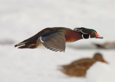 WOOD DUCK