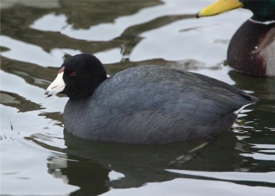 American Coot