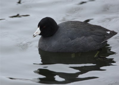 American Coot