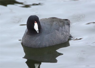 American Coot