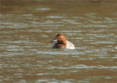 Female Canvasback