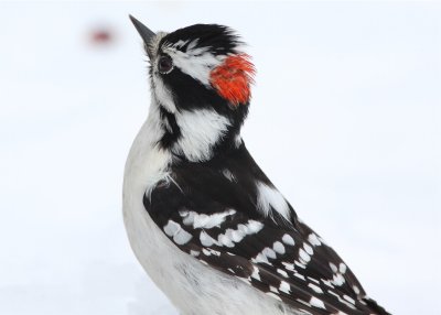 Hairy Woodpecker