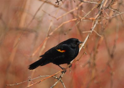 Red Wing Blackbird