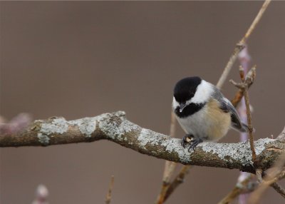 Black Capped Chickadee