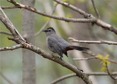 CATBIRD