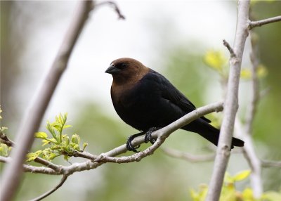 COWBIRD