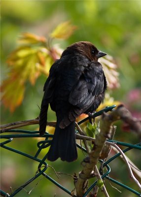 COWBIRD