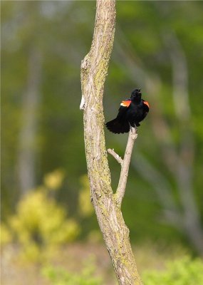 RED WING BLACK BIRD  MALE