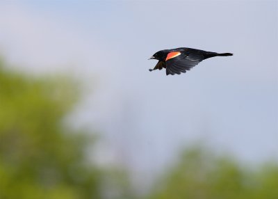 RED WING BLACK BIRD  MALE