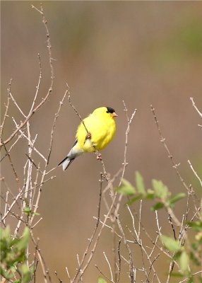 GOLDFINCH