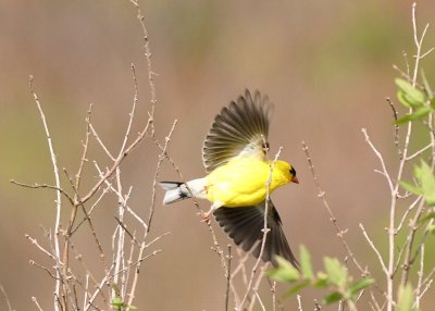 GOLDFINCH