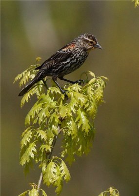 RED WING BLACK BIRD  LADY