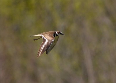 KILLDEER