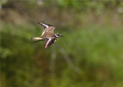 KILLDEER