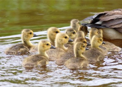 FOLLOW THE LEADER