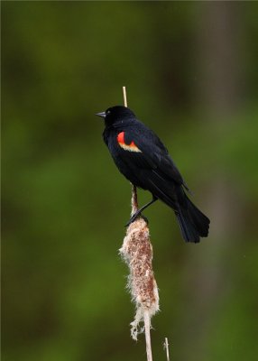 RED WING BLACK BIRD  MALE