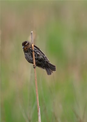 RED WING BLACK BIRD  LADY