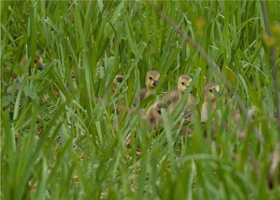 CHICKS IN THE GRASS