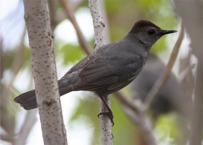 CATBIRD