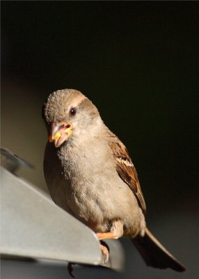 SPARROW AT THE FEEDER