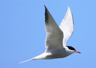 TERN