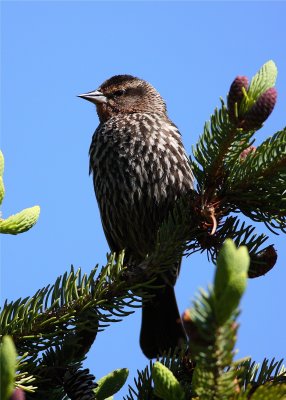 LADY REDWING