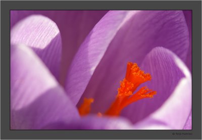 Crocus vernus