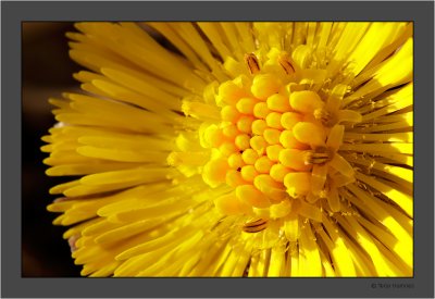 Coltsfoot