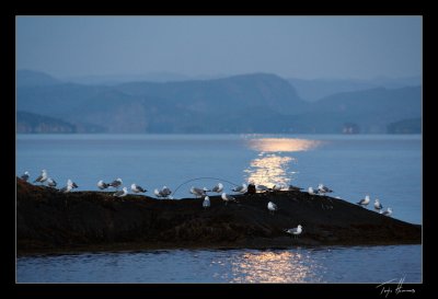 Gulls in moonlight