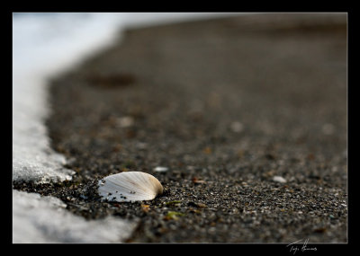 Shell on a winter beach