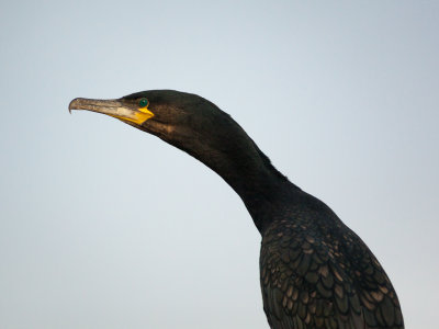 Great Cormorant