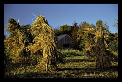 hay-drying the old way