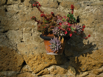 Succulants on an ancient wall .. A4891