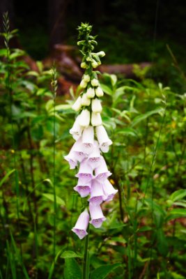 Wild Fox Gloves