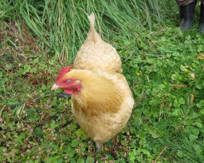 Buffie the Buff Orpington