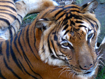 Feline Face