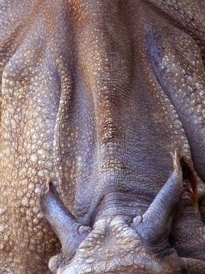 Living Dinosaur