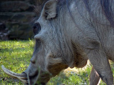 Warthog