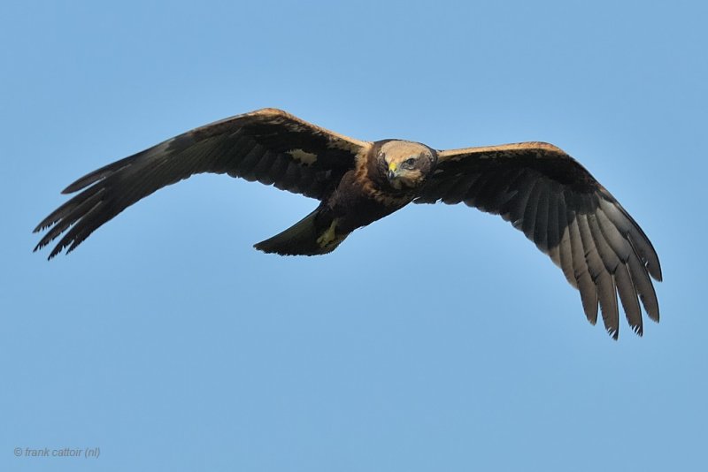 marsh harrier.... bruine kiekendief