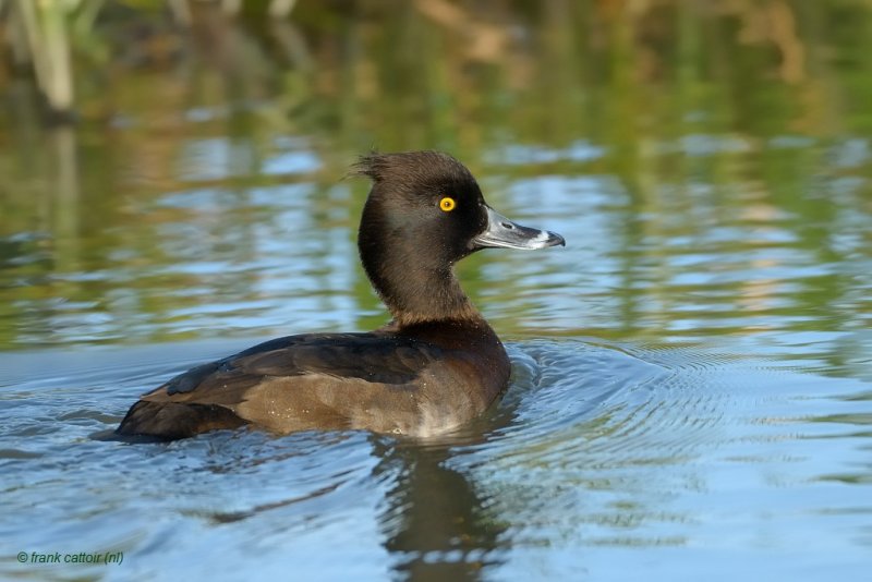 tufted duck.... kuifeend