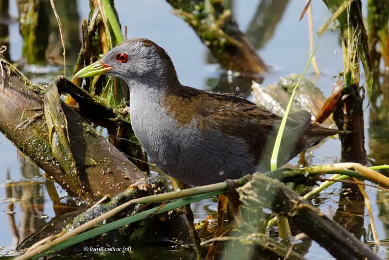 little crake.... klein waterhoen