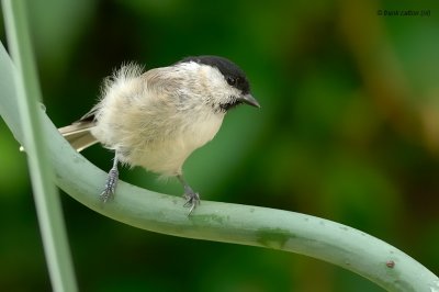 coal tit.... zwarte mees