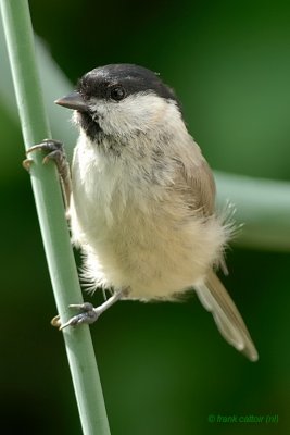 coal tit.... zwarte mees