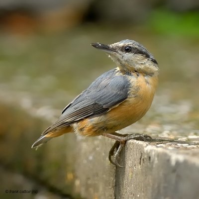 european nuthatch.... boomklever