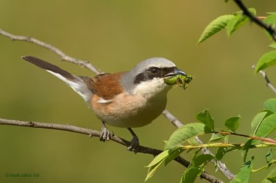 red-backed shrike.... grauwe klauwier