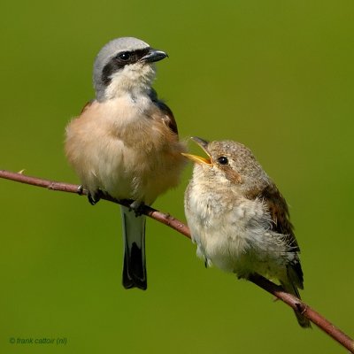 red-backed shrike.... grauwe klauwier