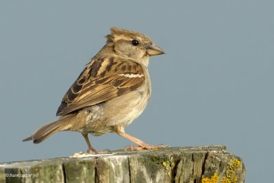 house sparrow.... huismus