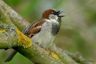 house sparrow.... huismus