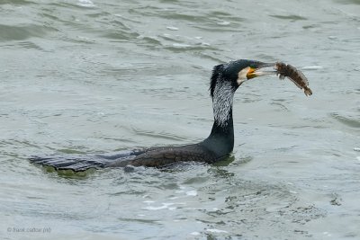great cormorant.... aalscholver