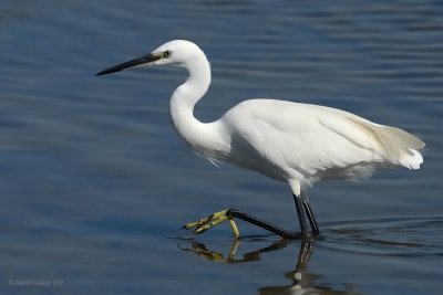 little egret.... kleine zilverreiger